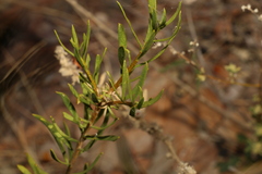 (c) Greg Tasney, some rights reserved (CC BY-SA) Eremophila latrobei, photograph (c) Greg Tasney, some rights reserved (CC BY-SA)
