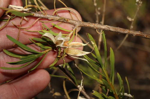 Image of Eremophila mitchellii by (c) Greg Tasney, some rights reserved (CC BY-SA)