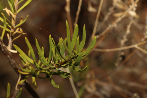 Eremophila latrobei, photograph 6