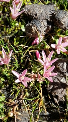 Lysimachia buxifolia