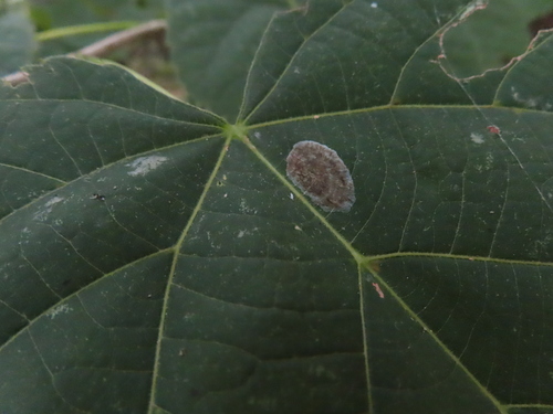 Basswood Round-blotch Miner Moth photo 5