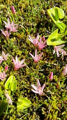 Lysimachia buxifolia