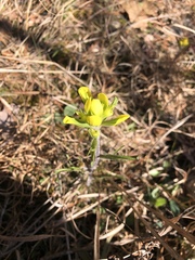 Castilleja kraliana