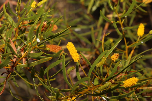 Turpentine (Acacia lysiphloia)