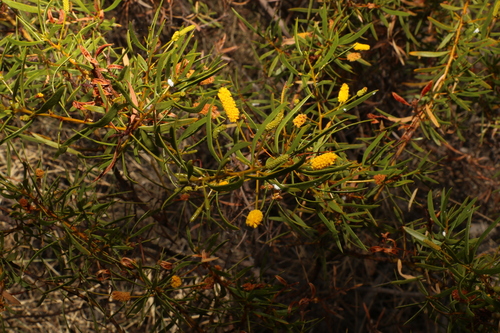Image of Acacia lysiphloia by (c) Greg Tasney, some rights reserved (CC BY-SA)