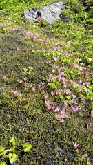 Lysimachia buxifolia