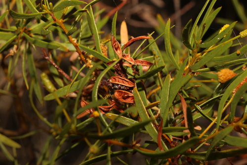 Image of Acacia lysiphloia by (c) Greg Tasney, some rights reserved (CC BY-SA)