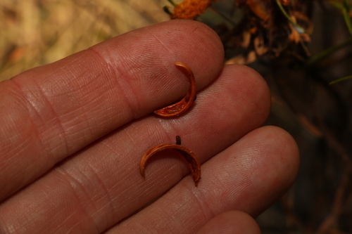 Image of Acacia lysiphloia by (c) Greg Tasney, some rights reserved (CC BY-SA)