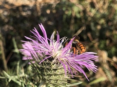 Rhodanthidium sticticum