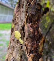 Leucocoprinus birnbaumii image