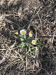 Aphanostephus ramosissimus