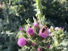 Rhodanthidium sticticum