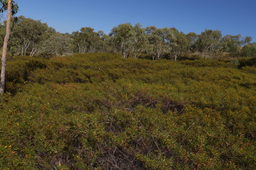 Image of Acacia lysiphloia by (c) Greg Tasney, some rights reserved (CC BY-SA)