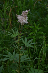 Filipendula palmata