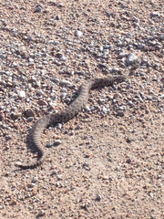 Sistrurus tergeminus