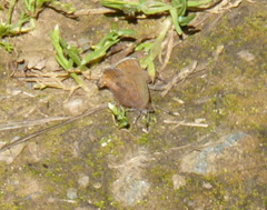 Callophrys augustinus iroides