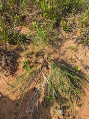 Acrocomia hassleri (Acrocomia hassleri)