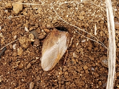 Pycnoscelus indicus