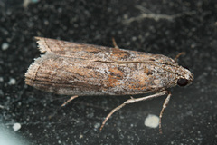 Ancylosis oblitella
