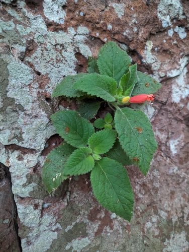 Sinningia amambayensis