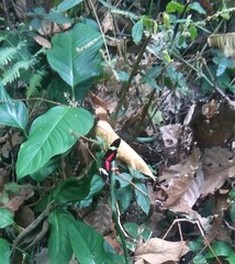 Heliconius clysonymus