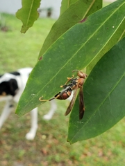 Polistes bahamensis