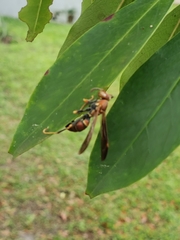 Polistes bahamensis