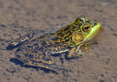 Lithobates septentrionalis