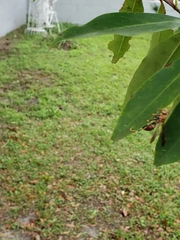 Polistes bahamensis