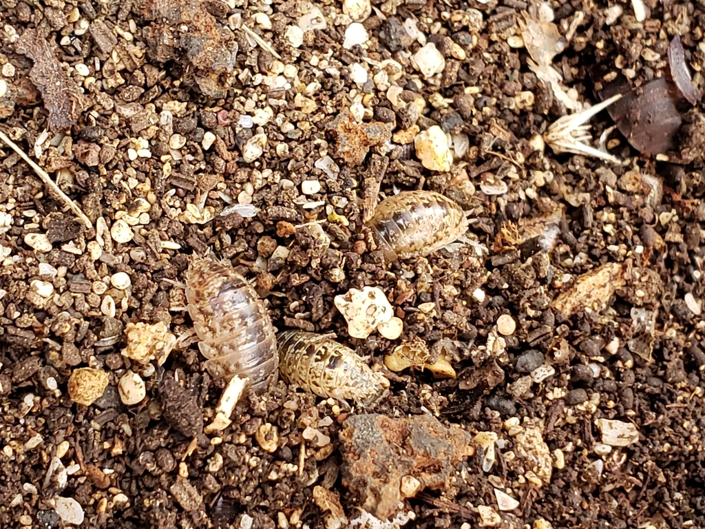 Pillbug