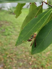 Polistes bahamensis
