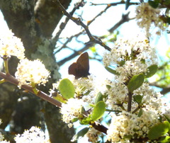 Callophrys augustinus iroides