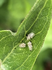 Corythucha confraterna