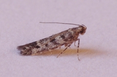 Pragmatodes fruticosella