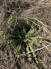 Cirsium hydrophilum hydrophilum