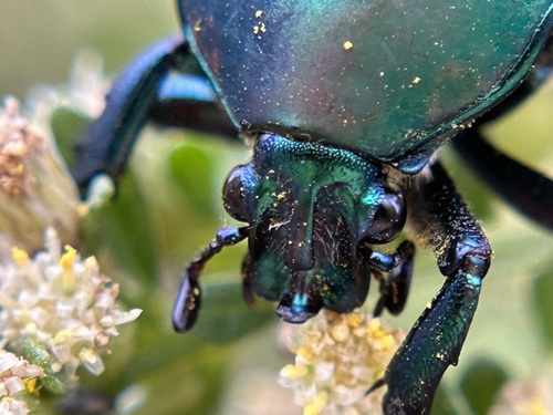 iNaturalist observation photo of Figeater Beetle