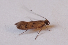 Phereoeca allutella