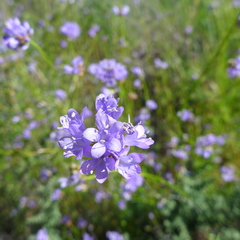 Gilia achilleifolia