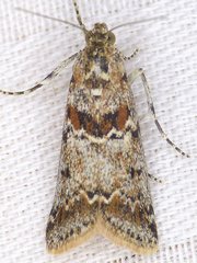 Ancylosis undulatella