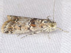 Ancylosis undulatella