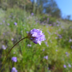 Gilia achilleifolia