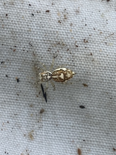 Multi-Coloured Phintella photo 4