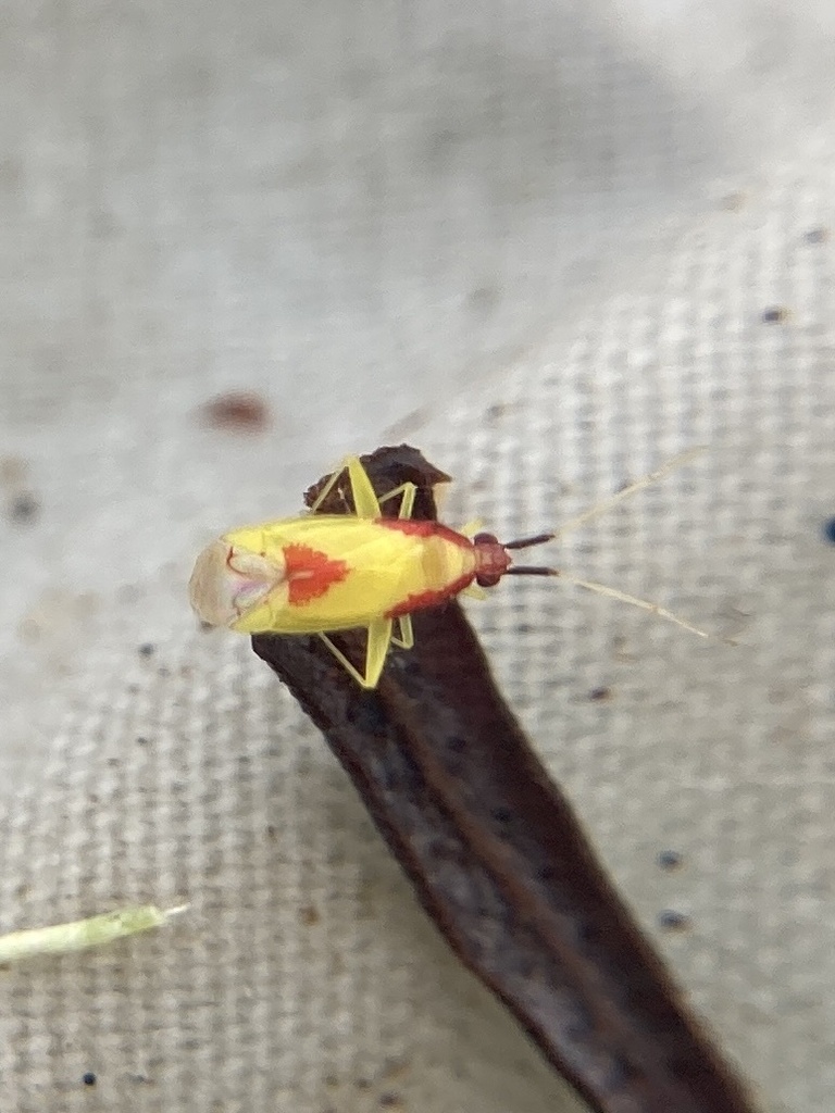 Polynesia Insects Pseudoloxops from Tahiti, French Polynesia, PF on September 23, 2023 at ...