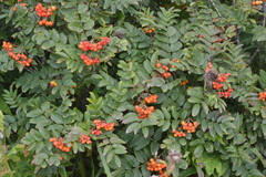 Sorbus sambucifolia