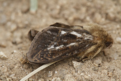 Pharmacis cantabricus