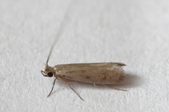 Phereoeca allutella
