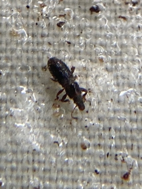 Proterhinus brevicornis