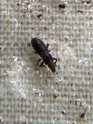 Proterhinus brevicornis