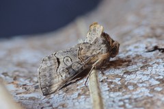 Abrostola canariensis