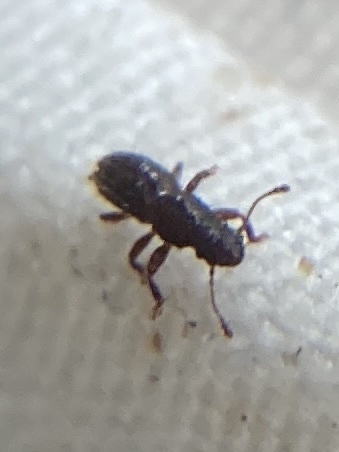 Proterhinus observed 2023-09-23